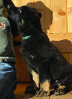 AKC GERMAN SHEPHERD PUPPIES Czech  AKC GERMAN SHEPHERD PUPPIES Czech breeding lines. Ready for forever homes as working dogs or quality companions. Black, bi-color and sable. $2,000 406-565-7329