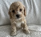COCKAPOO PUPPIES <br>Our mom is  COCKAPOO PUPPIES  Our mom is a cocker spaniel-24lbs. Dad is a toy poodle -7 lbs.  We take after our dad and some our mom! We are ready to play, snuggle and be your best friend! Call or text $2500   406-390-1129