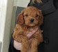 CAVAPOO PUPPY <br>Male $1000. Ready  CAVAPOO PUPPY  Male $1000. Ready Feb 13th. Vet checked and up to date on shots. Rexford, MT.   Allison 760-845-3594