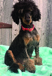 AKC Mini Poodle Female 4  AKC Mini Poodle Female 4 y.o. Alice is sweet & loving. Weighs 20 lbs. She is spayed, house broke, easy to groom. up-to-date on shots. $1500 406-544-4898