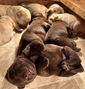 AKC REGISTERED LABRADOR PUPPIES! <br>EXCELLENT  AKC REGISTERED LABRADOR PUPPIES!  EXCELLENT bloodlines! Great family / hunting dogs. Chocolate & Yellow. F - $1200 / M - $1100. Hip guarantee. Home raised. Vet checked & first shots. Ready mid-February.    Call / Text 406-590-1705