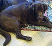 SWEET LAB TO REHOME This  SWEET LAB TO REHOME This big, sweet boy is looking for his forever home. He was from a litter of puppies we had this summer so he is 9 months old. Pure bred. He is fixed and knows his basic commands. Been raised with children and other dogs. He’s going to be a very large lab as he is already over 80 lbs! Pretty mellow dog and very loveable. We are just asking a small rehoming fee of $250 to make sure he goes to a good home. Must have yard! 406-407-5837
