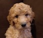 GOLDEN DOODLE PUPPIES  F1B  GOLDEN DOODLE PUPPIES  F1B  Ready to go home Feb. 28  Puppy culture, litter trained, microchipped, vet checked  $1500  glaciergoldendoodles.com   402-890-7047   